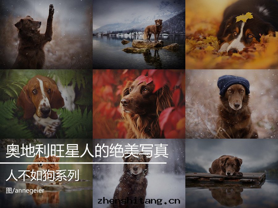 人(rén)不(bù)如(rú)狗 奧地(dì)利鄉(xiāng)村(cūn)旺星(xīng)人(rén)的(de)絕美(měi)写(xiě)真(zhēn)